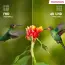 Image carousel